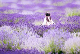 Lavender